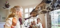Fauna & Flora: giraffes visit family for breakfast