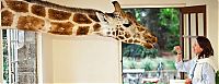 TopRq.com search results: giraffes visit family for breakfast