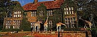 TopRq.com search results: giraffes visit family for breakfast