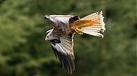 Fauna & Flora: kite hunting a goose