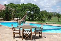 Fauna & Flora: giraffe in a swimming pool