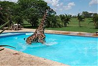 Fauna & Flora: giraffe in a swimming pool