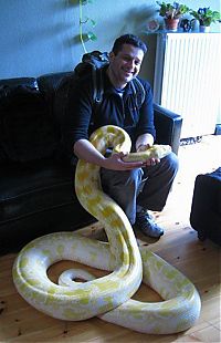 TopRq.com search results: julius, python snake family pet