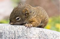 Fauna & Flora: baby squirrel