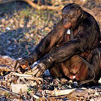 Fauna & Flora: Kanzi, 31-year-old food cooking bonobo chimpanzee
