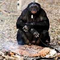 Fauna & Flora: Kanzi, 31-year-old food cooking bonobo chimpanzee