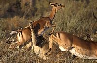 Fauna & Flora: female impala escaped from a hungry lioness