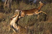 Fauna & Flora: female impala escaped from a hungry lioness