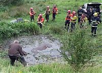 TopRq.com search results: Horse saved from a deadly muddy pond, Radcliffe, Greater Manchester, United Kingdom