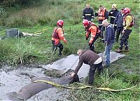 Fauna & Flora: Horse saved from a deadly muddy pond, Radcliffe, Greater Manchester, United Kingdom