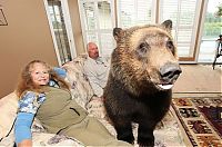 Fauna & Flora: Billy, grizzly bear pet, Vancouver, British Columbia, Canada