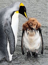 Fauna & Flora: penguin puberty