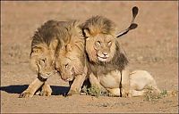 Fauna & Flora: three lazy lions