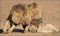 Fauna & Flora: three lazy lions