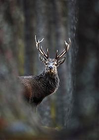 Fauna & Flora: British Wildlife Photography Awards 2012