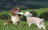 Fauna & Flora: jess, welsh springer spaniel sheep herding dog