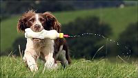 TopRq.com search results: jess, welsh springer spaniel sheep herding dog