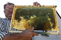 TopRq.com search results: Bees make a different honey, France