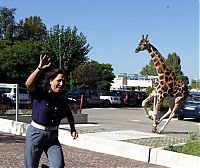 Fauna & Flora: giraffe on the loose