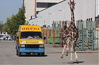 Fauna & Flora: giraffe on the loose