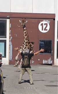 TopRq.com search results: giraffe on the loose