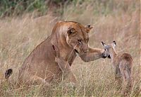 TopRq.com search results: wounded lioness adopts baby antelope after killing its mother