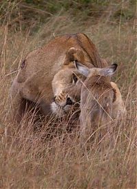 TopRq.com search results: wounded lioness adopts baby antelope after killing its mother