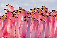 Fauna & Flora: Pink blanket of flamingos, Rift Valley lakes, Nakuru Lake National Park, Kenya