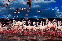 TopRq.com search results: Pink blanket of flamingos, Rift Valley lakes, Nakuru Lake National Park, Kenya
