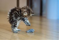 Fauna & Flora: adorable tiny kitten