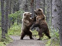 Fauna & Flora: Fighting bears, Alaska, United States