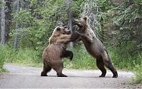 Fauna & Flora: Fighting bears, Alaska, United States