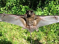 Fauna & Flora: Wild bats, Peru
