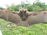 TopRq.com search results: Wild bats, Peru