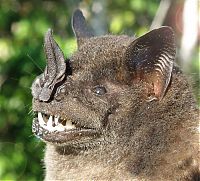 TopRq.com search results: Wild bats, Peru