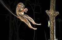 Fauna & Flora: tarsier hunting a mantis