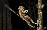 Fauna & Flora: tarsier hunting a mantis
