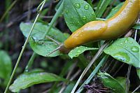 Fauna & Flora: yellow banana slug