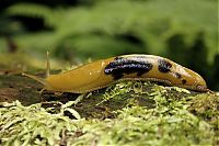 TopRq.com search results: yellow banana slug