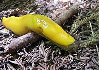 Fauna & Flora: yellow banana slug