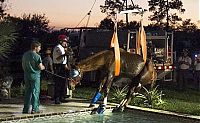 Fauna & Flora: Horse rescued from swimming pool, Florida, United States