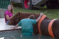 Fauna & Flora: Horse rescued from swimming pool, Florida, United States