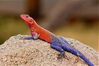 Fauna & Flora: Mwanza Flat-headed Agama lizard