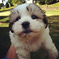 TopRq.com search results: cute puppy dog