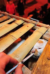 Fauna & Flora: Illegally transported cats rescued after an acident, China