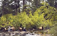 Fauna & Flora: Deers interrupted a fishing, Cowichan River Provincial Park, British Columbia, Canada