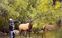 Fauna & Flora: Deers interrupted a fishing, Cowichan River Provincial Park, British Columbia, Canada