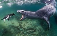 Fauna & Flora: Leopard seal eats a penguin, Antarctic Peninsula, Weddell Sea, Southern Ocean