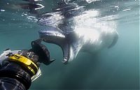 Fauna & Flora: Leopard seal eats a penguin, Antarctic Peninsula, Weddell Sea, Southern Ocean