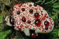 TopRq.com search results: hydnellum peckii fungus
